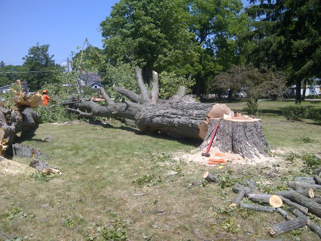 Large Tree Removal