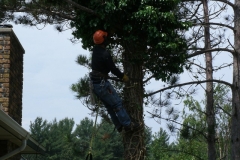 Trimming Branches Away from Residence