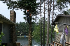 Tree Climbing and Trimming