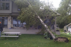 Removing Fallen Tree