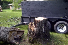 Cleaning Up Fallen Trees