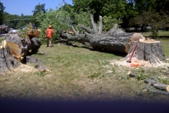 Large Tree Removal