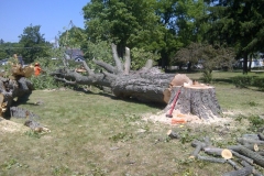 Large Tree Removal