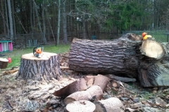 Large Tree Removal