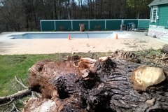 Stump Removal