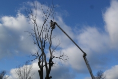 Tree Trimming