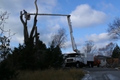 Trimming Large Branches