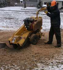 stump removal and tree trimming